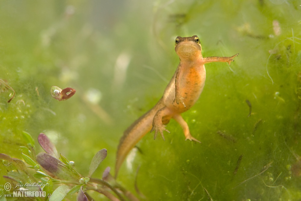 smooth-newt-photos-smooth-newt-images-nature-wildlife-pictures