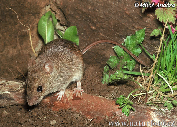 field mouse mien