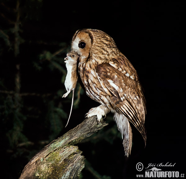 tawny owl demeanor