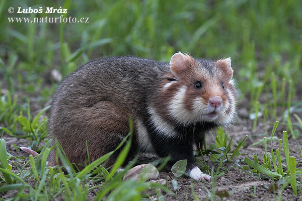 common-hamster-08A132.jpg