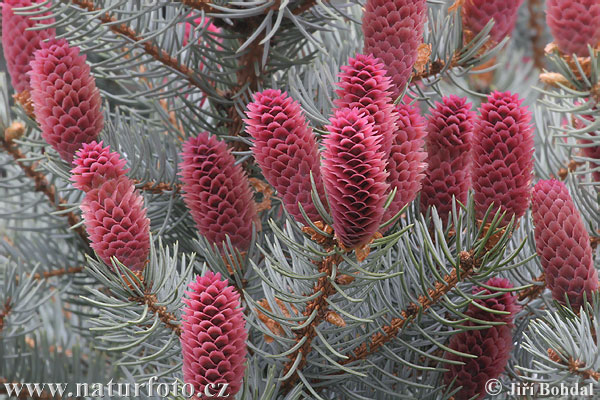 blue spruce copy