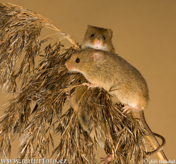 Harvest Mouse Photos Harvest Mouse Images Nature Wildlife Pictures Naturephoto