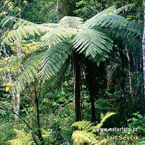 tree fern report